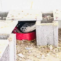 کبوتر رنگی ماده