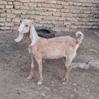 سلام یک عدد کولار ماده تالی داشتی