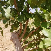 پیوند پسته ارس پسته و درختان گل میوه