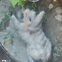 خرگوش نژاد دار