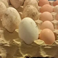 تخم  نطفه دار مرغ و قو غاز