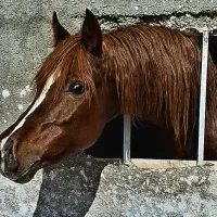 مجموعه پرورش اسب سزار اسماعیلی