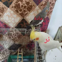 ۲جفت عروس هلندی