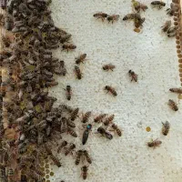 ملکه  زنبور عسل