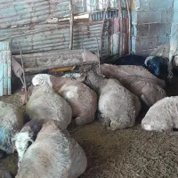 بره نر قربانی گوسفند