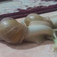 حلزون|خزنده|اصفهان, زاجان|دیوار