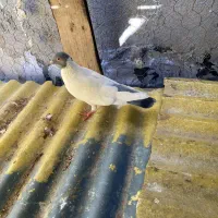 گوباش|پرنده|اردبیل, |دیوار