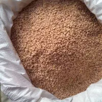 گندم بهاره کشت دیم زمین