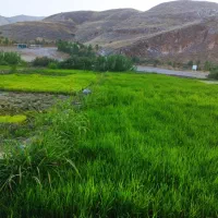 فروش نشاه برنج روستای پلنگ اباد