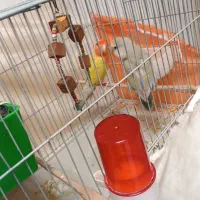 طوطی کوتوله برزیلی