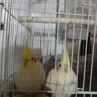 یک جفت عروس هلندی