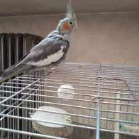 جوجه عروس هلندی