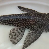ماهی لجن خوار ۱۵ سانت