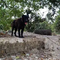 واگذاری سگ سرابی  نر 3 ساله