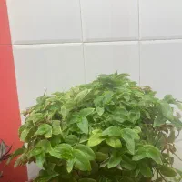 گل و گلدان