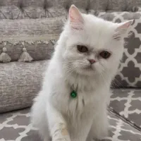 گربه پرشین برفی خانم