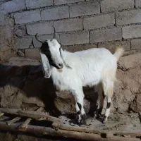 بزغاله عراقی ماده