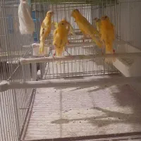 جوجه قناری