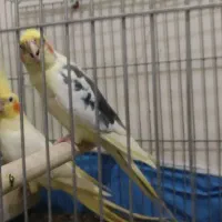 جفت عروس هلندی
