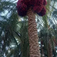 خرما اجاره ای قیمت توافقی