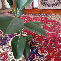 گل فیلکوس