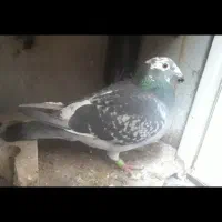 ماده بازرگان نشسته