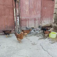 سلام 9عدد جوجه کوردی اصل زیر مرغی