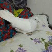 کبوتر|پرنده|تبریز, |دیوار