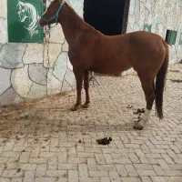 کارگر جهت کار در باشگاه سوارکاری
