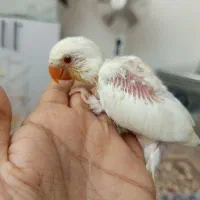 جوجه کتوله سرلاکی چشم شرابی