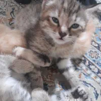 ببری