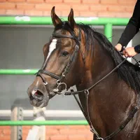 کارآموز خانم یا آقا علاقه مند به سوارکاری