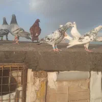 کبوتر پرشی شاندیز