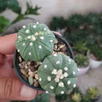 گل گیاه کاکتوس آستریاس