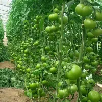گلخانه-و-زمین-1-هکتاری-چهار-دیوار-باسند