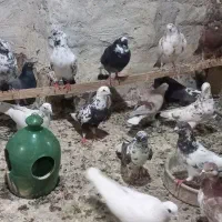 کبوتر پرشی کاشان