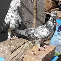 غاز‌کبوتر‌پاکستانی‌کله‌سیاه|پرنده|اردکان, |دیوار