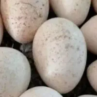 تخم بوقلمون برنزه