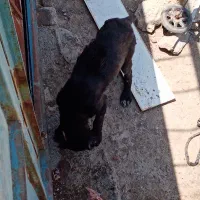 سگ ژرمن با بلک