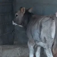 فروش گوساله نر
