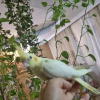 عروس هلندی ماده 6 ماه ساکت آروم و بازیگوش