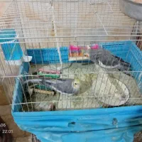 عروس هلندی سخنگو
