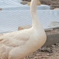 2 عدد غو غاز ماده