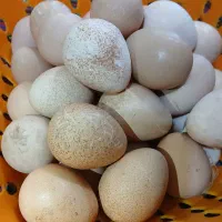 تخم مرغ شاخ دار