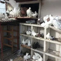 دم‌چتری‌های‌اصیل‌وزیبا