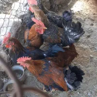 فروش ۵ عدد خروس