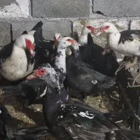 اردک اسرائیلی،خروس بالغ