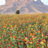گل گلرنگ|گل و گیاه طبیعی|مرودشت, مسجد رسول‎|دیوار