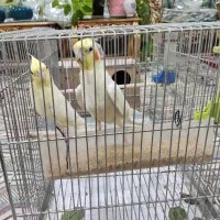 جفت عروس هلندی لوتینو