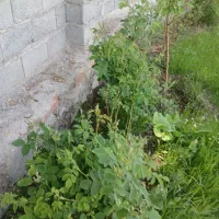باغ ۱۰۰۰ متر در آخر بنفشه